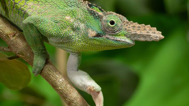 Ein Vosseler-Zweihornchamäleon auf einem Ast im Tiergarten Schönbrunn.