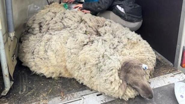 Zwei Personen versorgen ein großes, liegendes Schaf mit dicker Wolle in einem Anhänger.