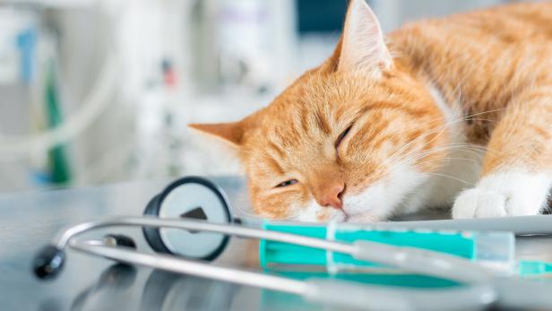 Eine rote Katze ruht neben einem Stethoskop und einer Spritze auf einem Tisch.