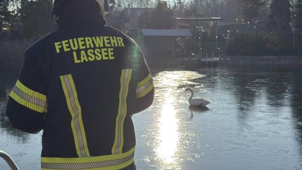 Schwanenrettung Lassee