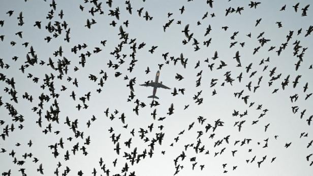 TOPSHOT-INDIA-AVIATION-BIRDS
