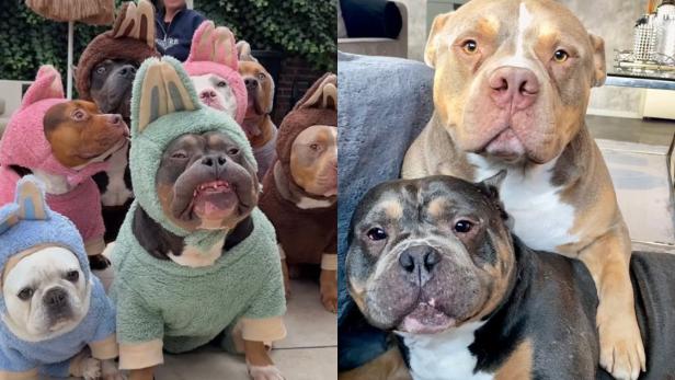 Mehrere American Bully Hunde von Maren Peeters, darunter Raffie und Odin, sitzen verkleidet und eng beieinander.