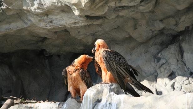 Zwei Bartgeier sitzen auf einem Felsen vor einem Felswand.