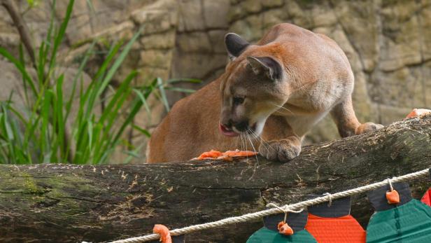 COLOMBIA-CHRISTMAS-ZOO