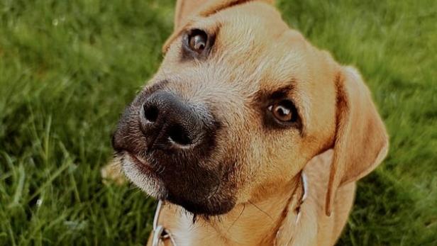 Ein brauner Hund mit dunkler Schnauze und silberner Kette liegt auf grünem Gras und schaut neugierig.