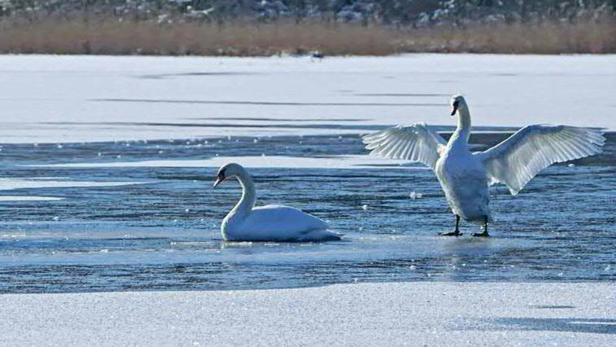 Auf einem gefrorenen See stehen und schwimmen zwei weiße Schwäne.
