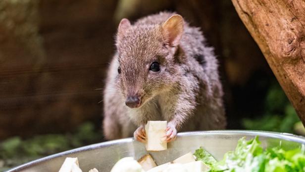 Bürstenschwanz-Rattenkänguru knabbert an Futter