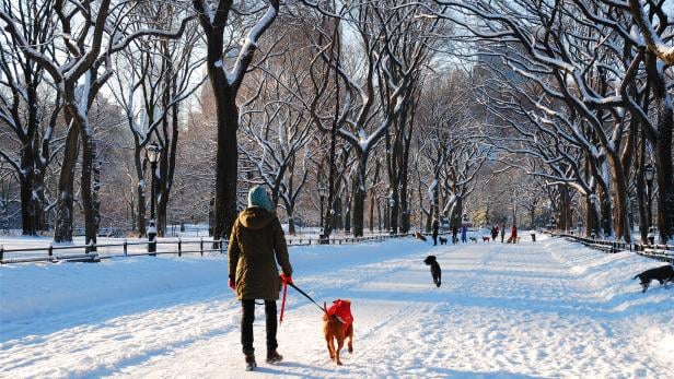 Eine Person spaziert mit einem Hund auf einem verschneiten Weg, umgeben von schneebedeckten Bäumen.
