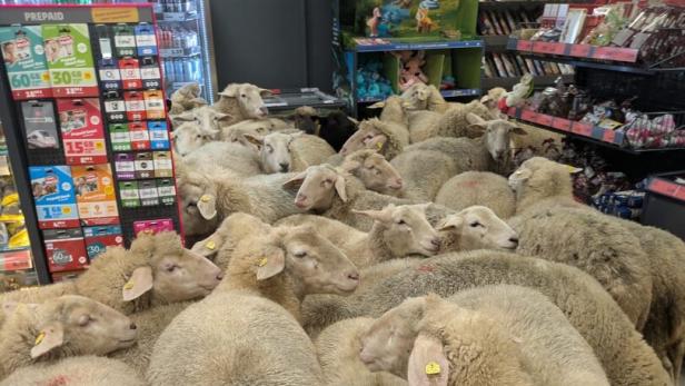 Eine große Gruppe Schafe drängt sich in einem Supermarkt zwischen Regalen.