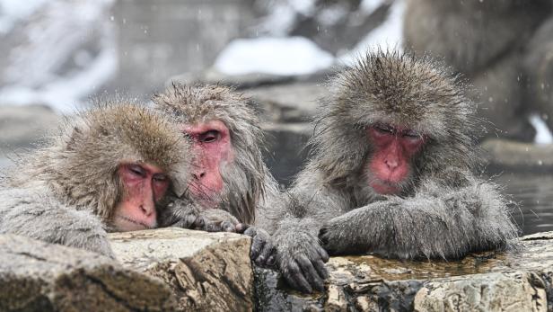 Snow monkeys soak in hot springs at Jigokudani Park in Japan