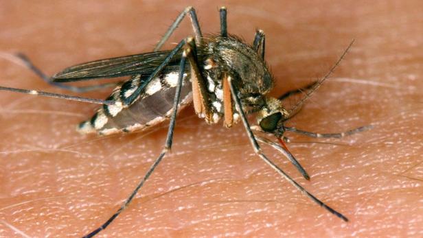 Das Bild zeigt eine Mücke, die das West-Nil-Virus überträgt.