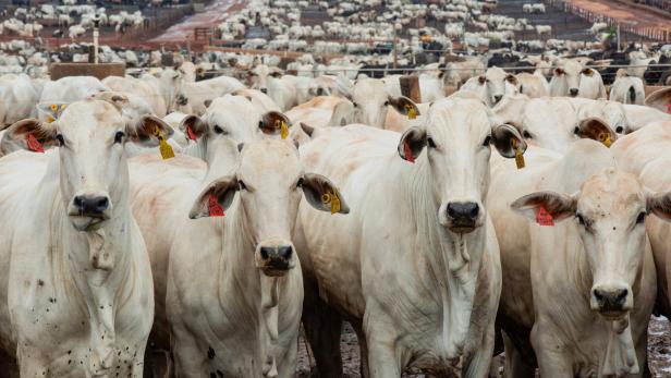 Confined cattle are raised in Barretos