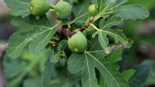 Feigenbäumchen mit einigen noch grünen Früchten