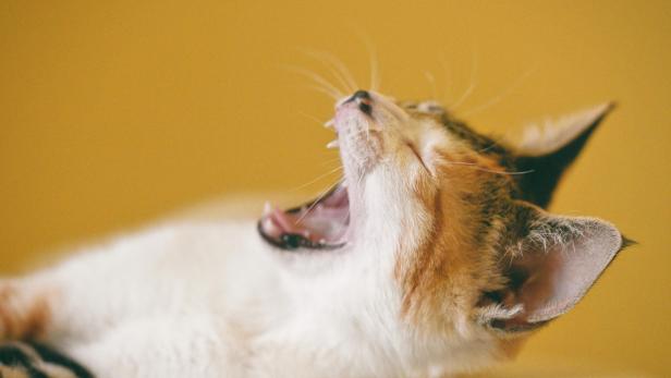 Eine Katze liegt entspannt auf einem Sofa und gähnt, was die alltägliche Nutzung von Polstermöbeln durch Haustiere verdeutlicht.