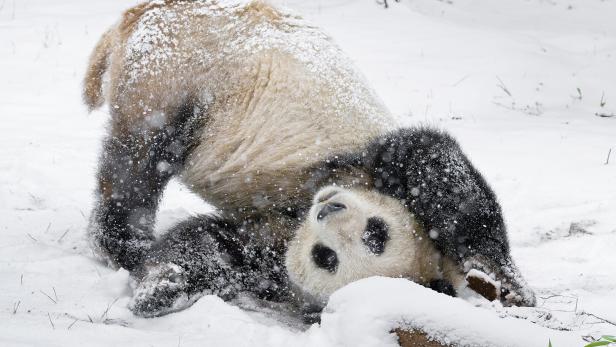 Ein Panda wälzt sich im Schnee, sein schwarz-weißes Fell ist mit Schnee bedeckt.