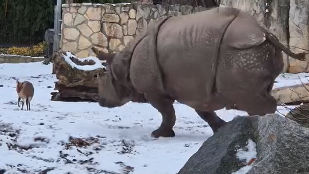 Ein Nashorn und ein kleiner Hirsch stehen sich im verschneiten Gehege gegenüber.