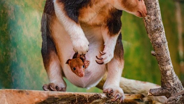 Ein Baumkänguru trägt ein Jungtier im Beutel, beide sitzen auf einem Ast.