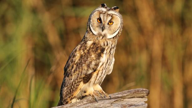 Eine Waldohreule mit orangefarbenen Augen sitzt auf einem Ast vor unscharfem Hintergrund.