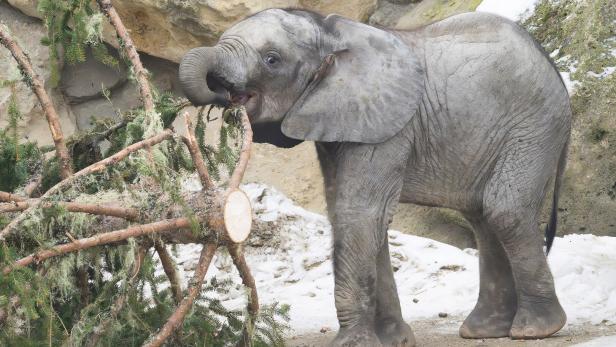 ++ HANDOUT ++ WIEN: SCHÖNBRUNNER WEIHNACHTSBAUM WIRD ZUM KNABBERSPASS FÜR ELEFANTEN