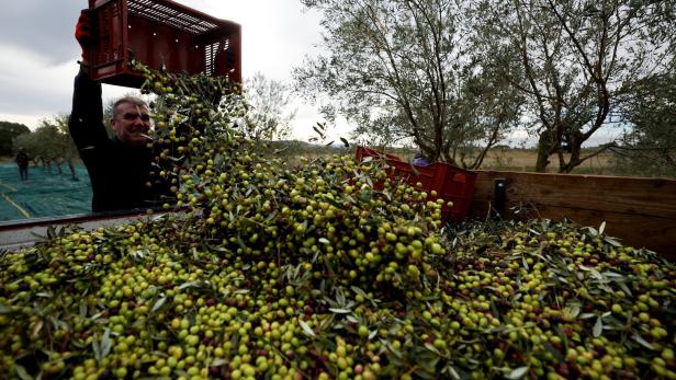 Olive harvest and oil production in Southern France