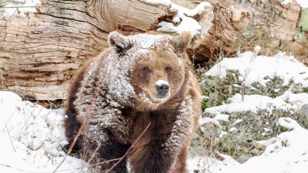 Ein Braunbär tapst durch das verschneite Zoogehege.