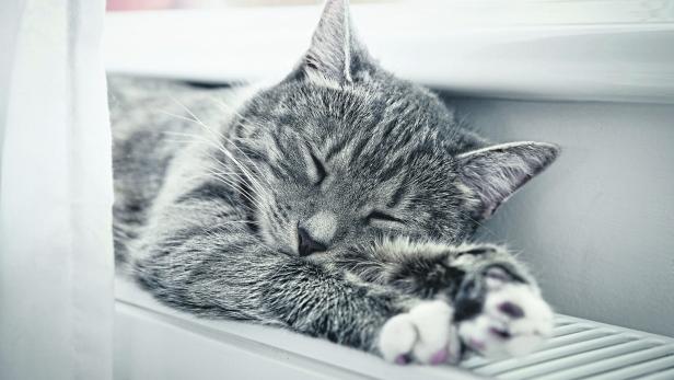 Eine graue Katze liegt ausgestreckt am Heizkörper und genießt die Wärme.