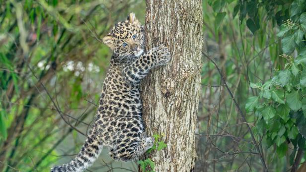 ++ HANDOUT ++ WIEN: NACHWUCHS BEI VON AUSROTTUNG BEDROHTEN AMURLEOPARDEN IN SCHÖNBRUNN