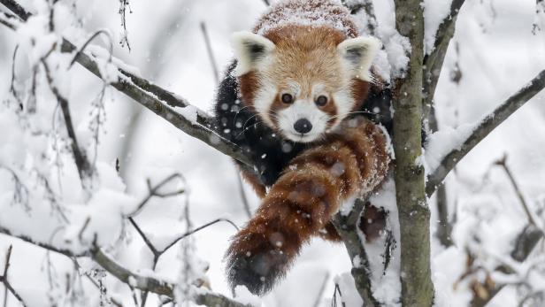 Ein Kleiner Panda sitzt im tief verschneiten Baum.