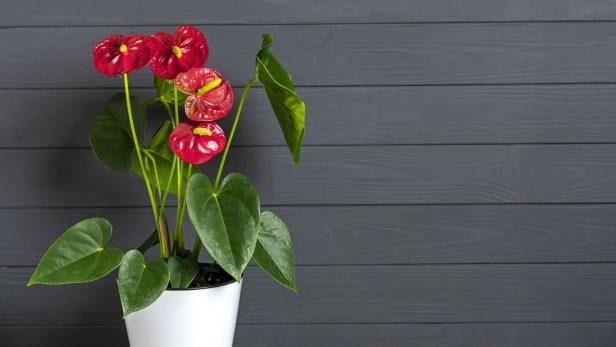 Rote Anthurie im weißen Topf