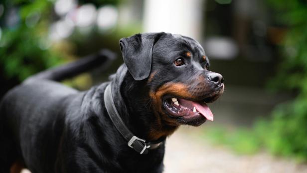 Rottweiler steht im Freien 
