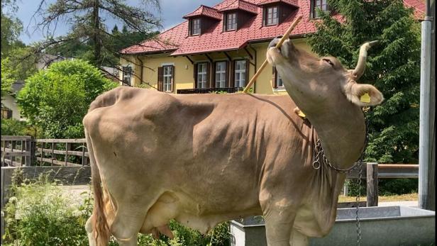 Kuh auf einer Wiese, Häuser im Hintergrund.