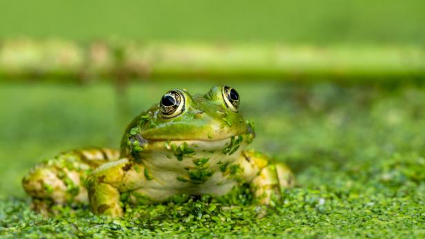 Frog resting in water. Pool frog sitting. Pelophylax lessonae. European frog outdoors.