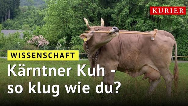 Kärntner Kuh kratzt sich mit Besen und verblüfft Forscher