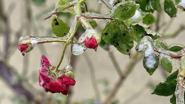 Rote Rosenknospen und grüne Blätter sind von einer dünnen Eisschicht überzogen.