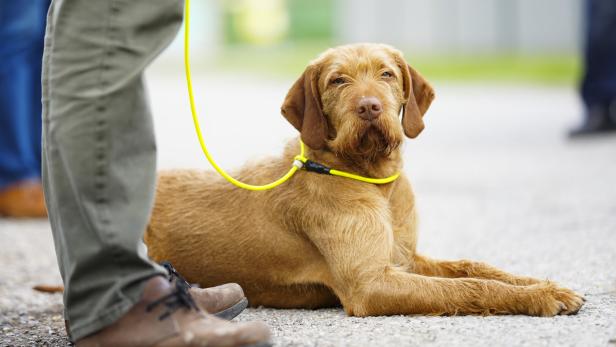 WIEN: PRÄSENTATION INNENMINISTERIUM "AUSBILDUNG VON JAGDHUNDEN" - KOOPERATION ZWISCHEN JAGDVERBAND NÖ UND BMI/POLIZEIDIENSTHUNDE