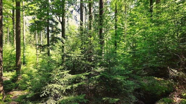 Dichter, grüner Wald mit jungen und alten Nadelbäumen sowie üppigem Unterwuchs im Sonnenlicht.