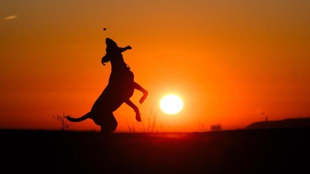 Anti-Aging in der Natur: Wie mein Hund mich fit hält