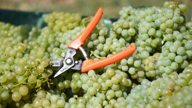 Eine orangefarbene Gartenschere liegt auf einem Haufen grüner Weintrauben.