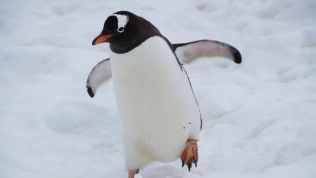 Ein einzelner Pinguin läuft über den Schnee in der Antarktis.