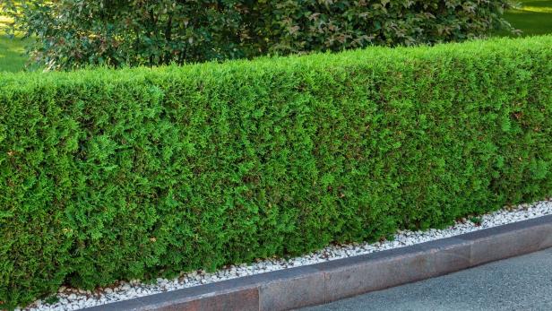 Thujenhecke