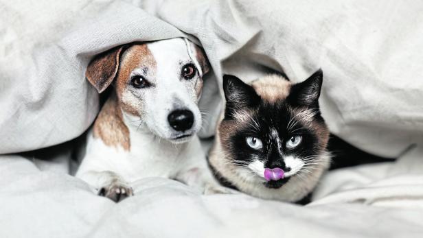 Ein Hund und eine Katzen kuscheln unter einer Bettdecke.
