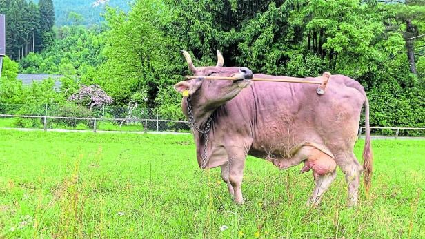 Eine braune Kuh kratzt sich mit einem Besenstiel am Rücken.