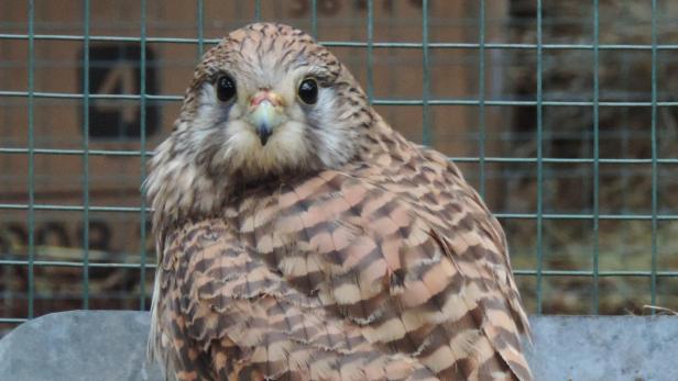 Ein Turmfalke sitzt vor einem Gitter