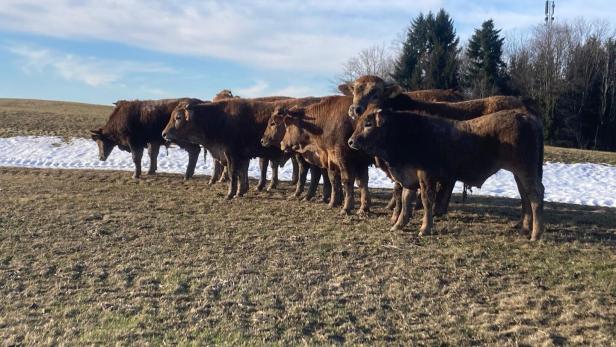 Rinderherde brach aus
