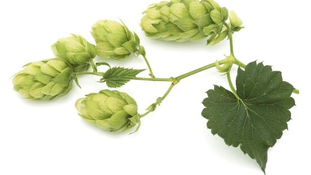 Auf einem weißen Hintergrund liegen grüne Hopfenzapfen an einem Stiel mit einem Blatt.