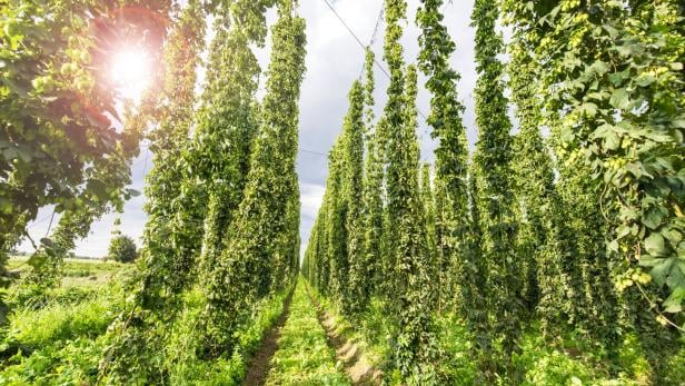 Reihen von hohen, dicht bewachsenen Hopfenpflanzen wachsen auf einem sonnigen Feld.
