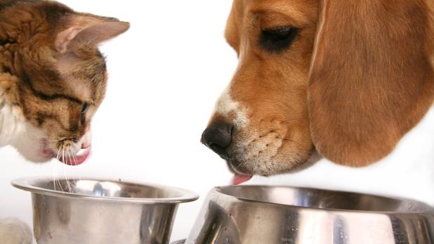 Eine Katze und ein Hund schlecken ihren Futternapf aus.