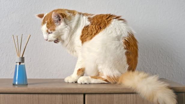 Eine zweifärbige Katze sitzt vor Raumduft-Stäbchen und hustet.