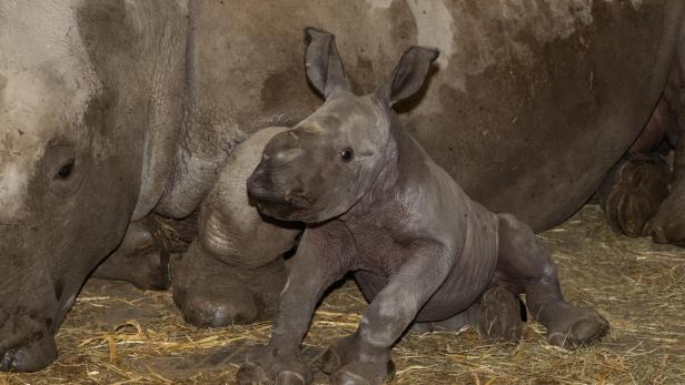 Große Freude: Breitmaulnashorn-Baby Nuru geboren