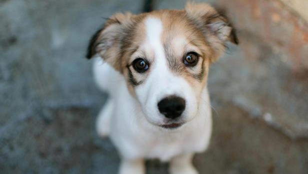 Hund mit weiß-braunem Fell blickt in die Kamera